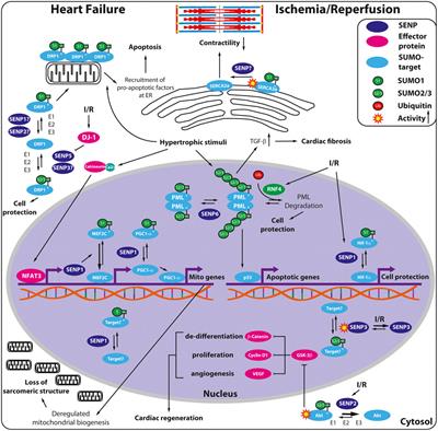 SUMO-specific Isopeptidases Tuning Cardiac SUMOylation in Health and Disease